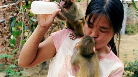 Namita, a middle-aged woman who lives in India's north-eastern Tripura state and is a government worker, describes Buru, the pet monkey, as her third child. . Humans breastfeeding baby monkeys